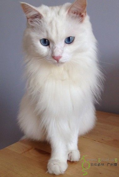 【求领养】美貌的蓝眼睛长毛白猫找疼爱它的粑粑麻麻