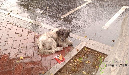 雨中可怜狗狗急求救