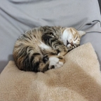 �����޵й����˿ɰ���С����������