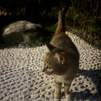 �����޵й����˿ɰ���С����������