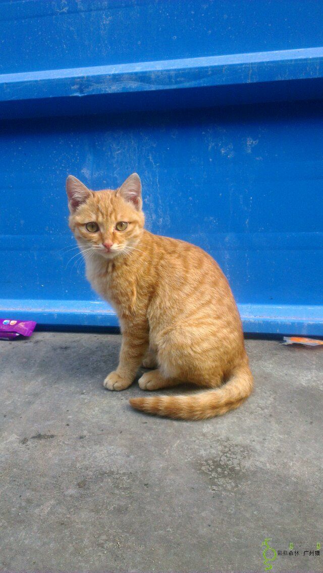 一岁多龄金闪闪黄狸找家