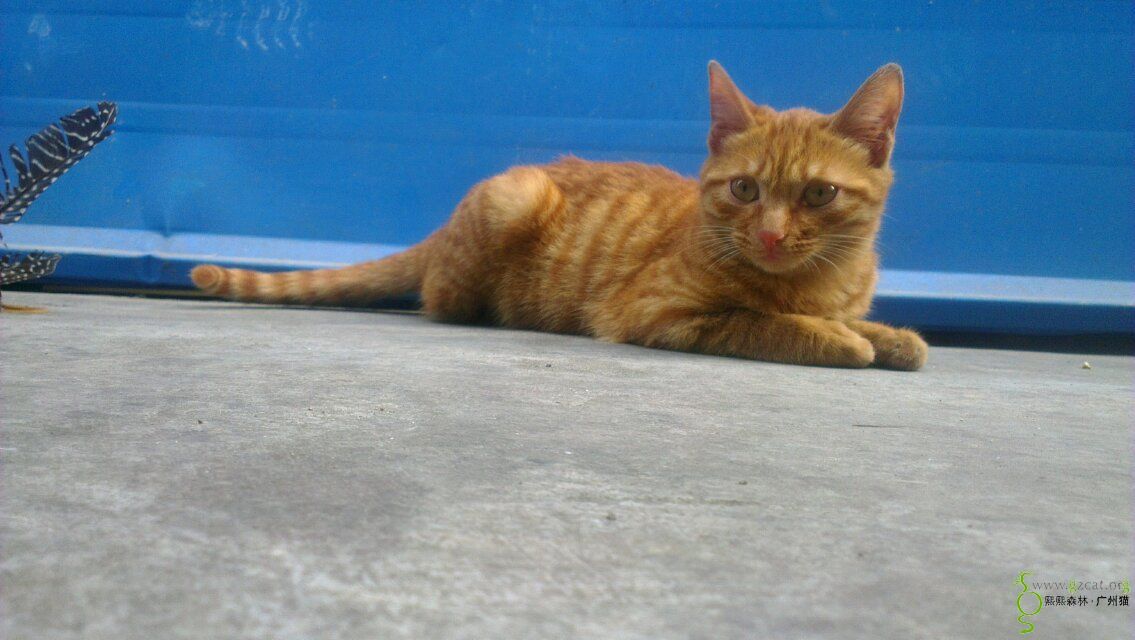 一岁多龄金闪闪黄狸找家