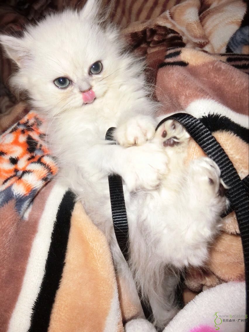 越秀区寺右大街共和村杨箕村走丢一只金吉拉白色长毛猫寻猫麻烦大家