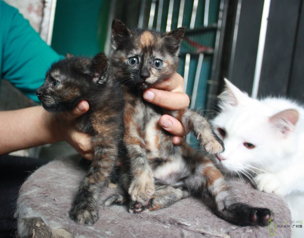 她们在日本被视为幸运的猫——三花猫妈妈和