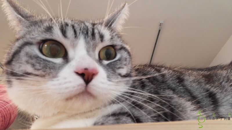 『猫友灌水区』 - 熙熙森林·广州猫 - powered by discuz!