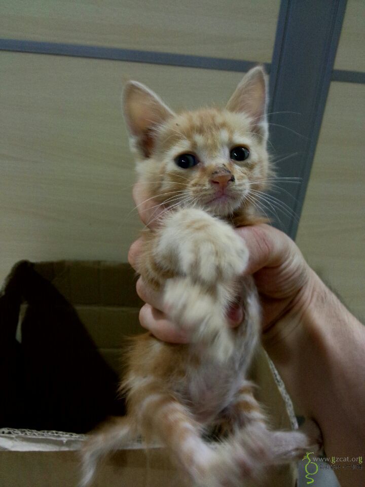 爱心接力两只1个多月麒麟尾狸花猫寻求铲屎官