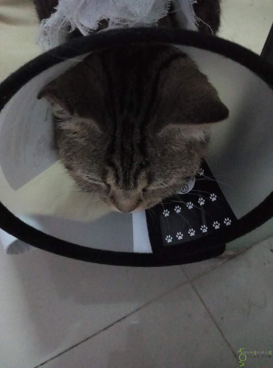 ¥¾ĸè