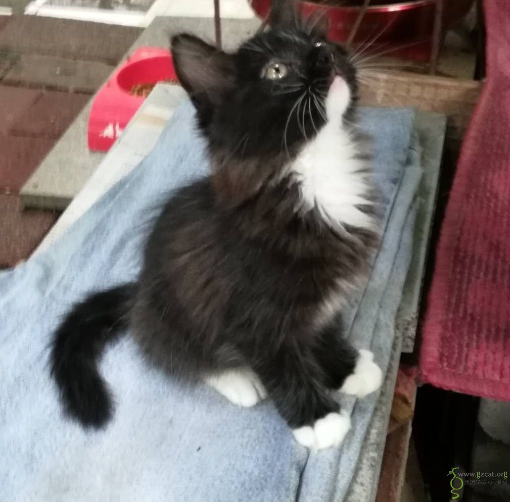 超级好看长毛小黑猫四爪白手套求温暖的家