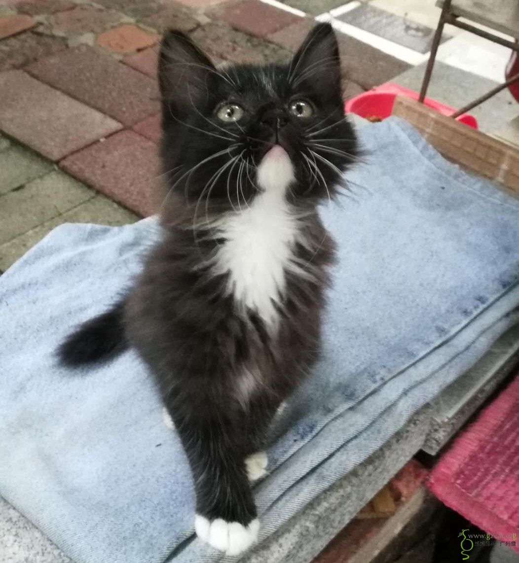 超级好看长毛小黑猫四爪白手套求温暖的家