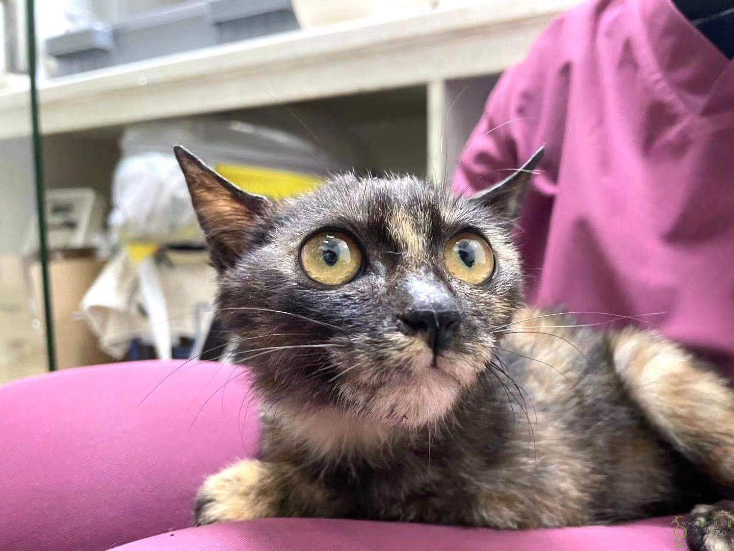 朋友救助的流浪猫朵朵