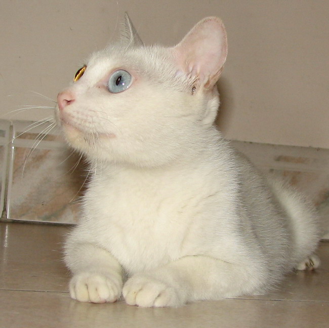 超级嗲嗲猫qq已绝育啦等待着你的领养样子像英国鸳鸯眼的白色