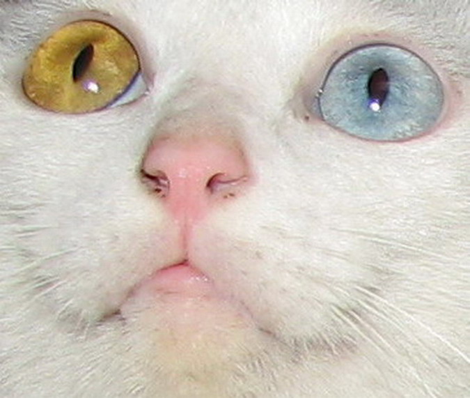 超级嗲嗲猫qq已绝育啦等待着你的领养样子像英国鸳鸯眼的白色