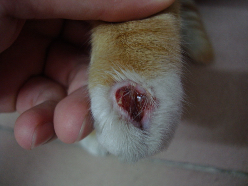 猫猫爪子破了 有点发炎 怎么治疗吖?