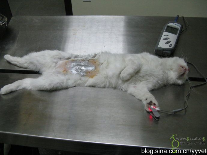 关于母 猫绝育1cm的手术伤口的讨论