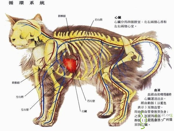 猫的身体解剖图图片