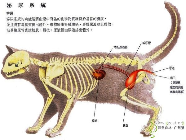 公猫内脏结构图图片