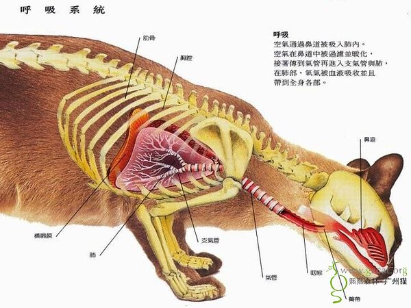 知识共享猫咪身体结构图多图一起来学习下