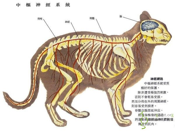 知识共享猫咪身体结构图多图一起来学习下