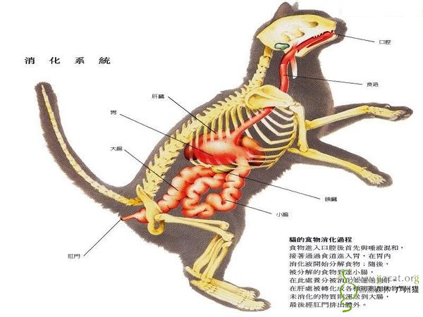 猫咪的内部身体结构图片