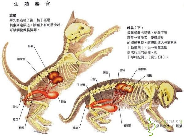 知识共享猫咪身体结构图多图一起来学习下