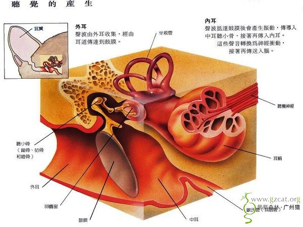 知識共享貓咪身體結構圖多圖一起來學習下