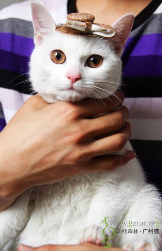 『我家有猫咪』 - 熙熙森林·广州猫 - powered by discuz!